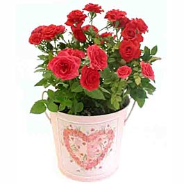 Mini Rose In Heart Pail